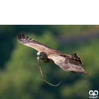 گونه عقاب مارخور Short-toed Eagle